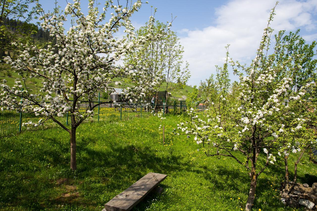 Pensiunea Casa-Stefanel Sadova  Buitenkant foto